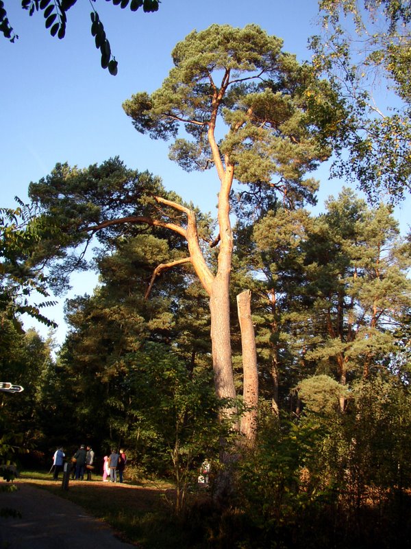 Mares au vinaigre 01